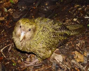 night parrot