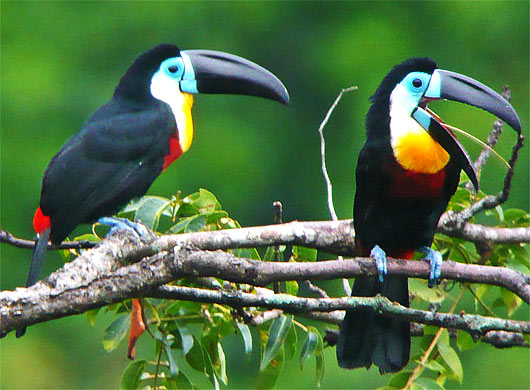 channel billed toucan