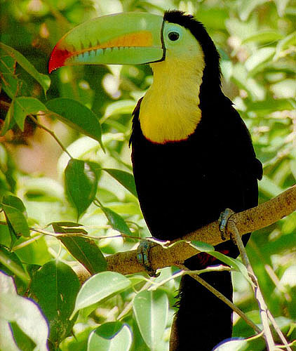 Toucan - The Largest Bill on a Bird | Animal Pictures and Facts