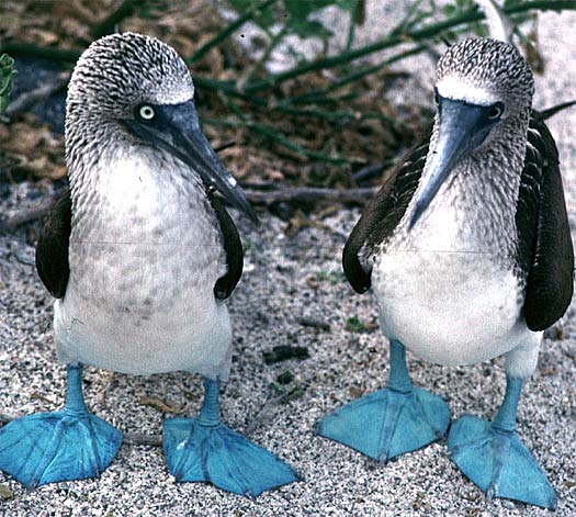 two-blue-footed-boobies.jpg