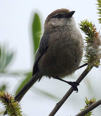 bushtit