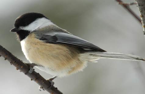 dark capped chickadee