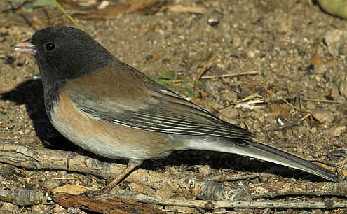dark eyed junco