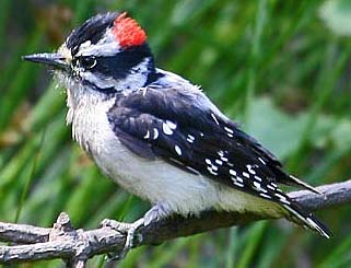 downy woodpecker