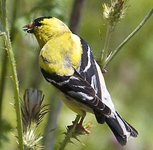 gold finch