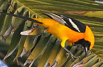 hooded oriole