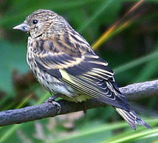 pine siskin