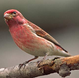 purple finch