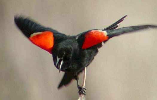 red winged blackbird