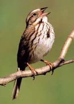 song sparrow