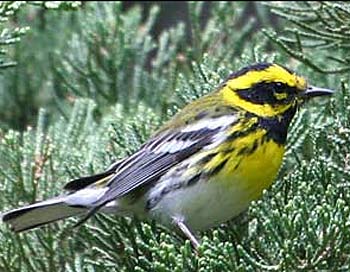 townsends warbler