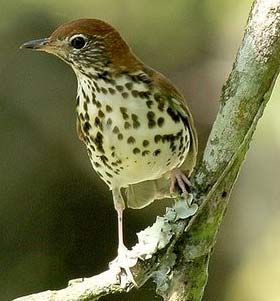 wood thrush