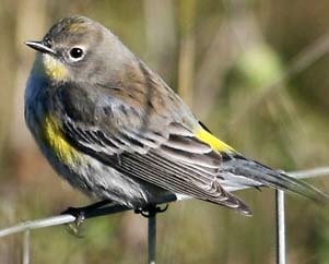yellow rumped warbler