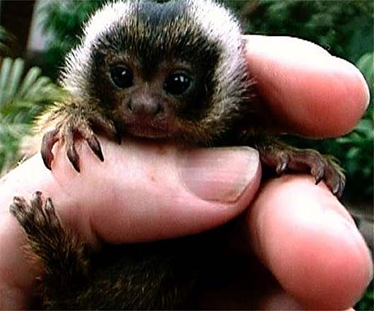 What are miniature monkeys?