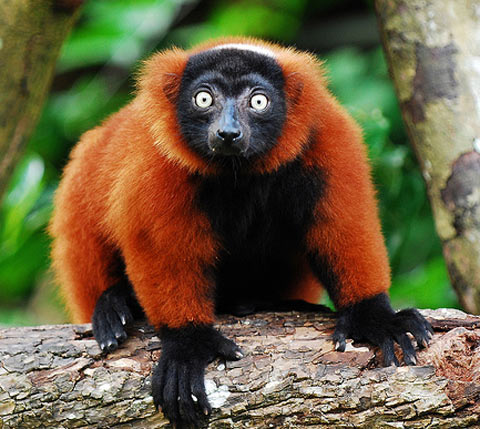 red-ruffed-lemur-alarmed.jpg
