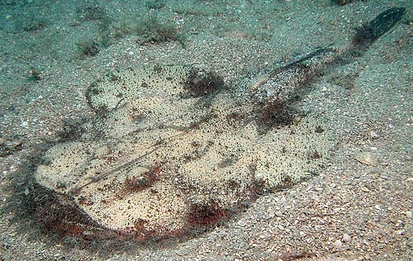angler blending into sand