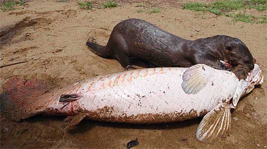 http://www.factzoo.com/sites/all/img/fish/arapaima/giant-otter-nabs-arapaima.jpg