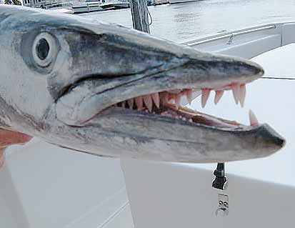 Does a barracuda have teeth?