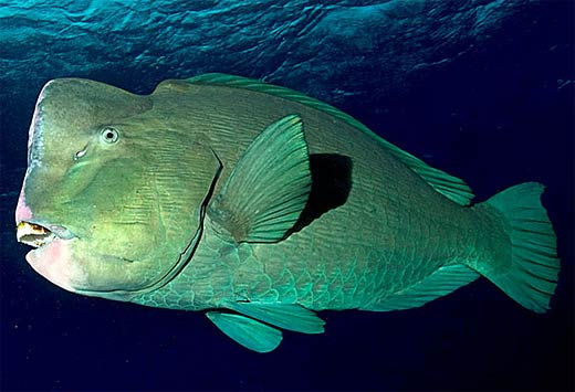 types of fishes in ocean. Most parrot fish are primarily