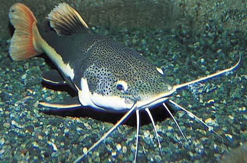 aquarium-catfish.jpg