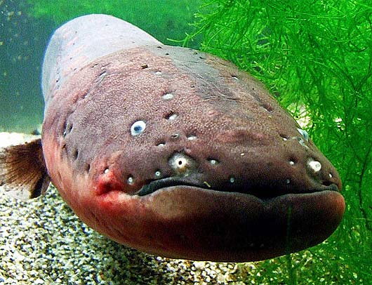 What are some facts about electric eels?