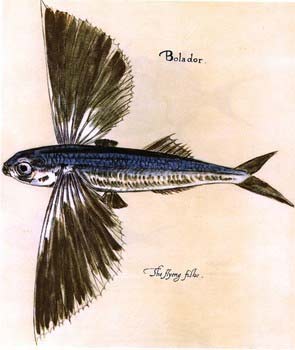 longest fish flight