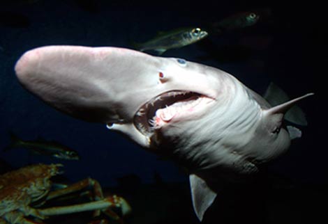 Goblin Shark - Freaky Deep Sea Big Nose | Animal Pictures and Facts