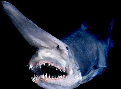 Goblin Shark - Freaky Deep Sea Big Nose | Animal Pictures and Facts