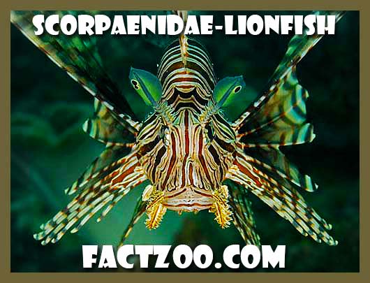 lionfish