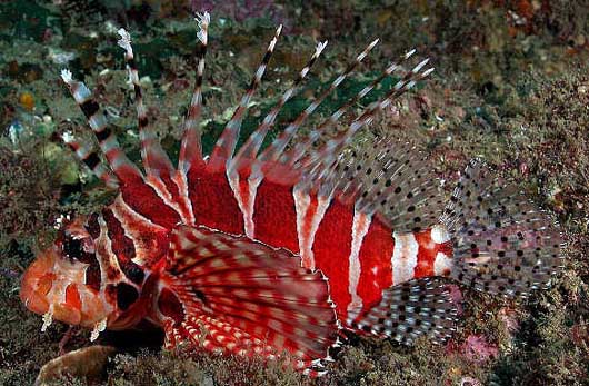 zebra dwarf lionfish