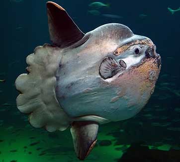 Pictures Of Mola (Sunfish) - Free Mola (Sunfish) pictures 