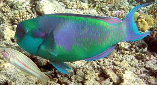 Rainbow Parrotfish Facts