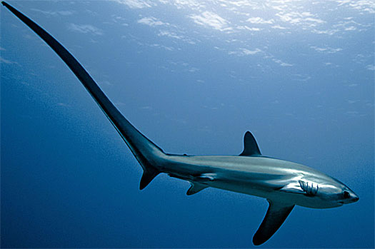 Znalezione obrazy dla zapytania Thresher sharks