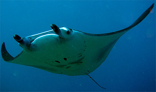 manta-ray-front.jpg