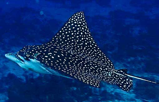 Image result for spotted eagle ray