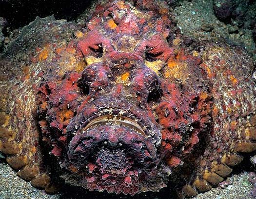 Image result for stonefish