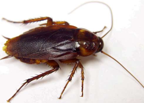 [Image: american-cockroach-1.jpg]