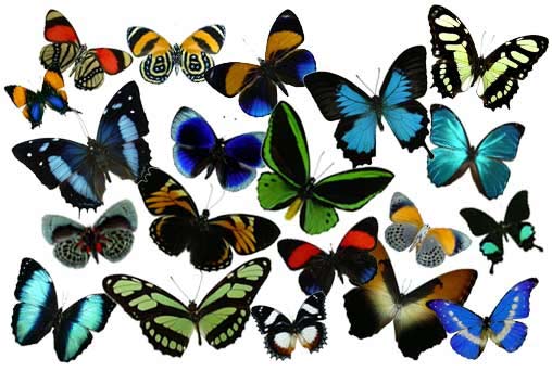 various-butterflies.jpg