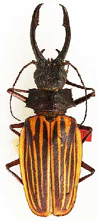 longhorn