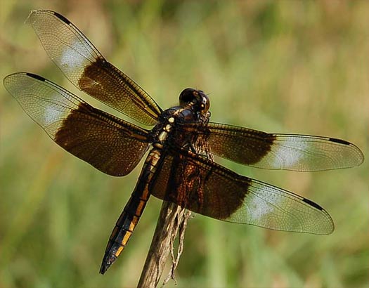 Dragonfly+wingspan