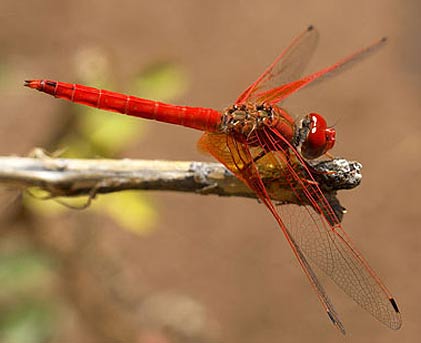 dragonfly winged insect insects fly dragon dragonflies flying flies factzoo water orange speedster animal female