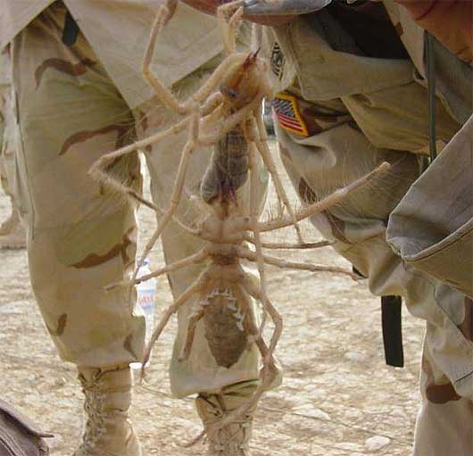 famous camel spiders iraq
