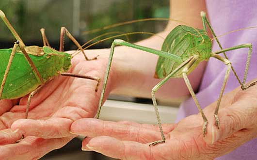 very biggest green crickets bug ile ilgili görsel sonucu