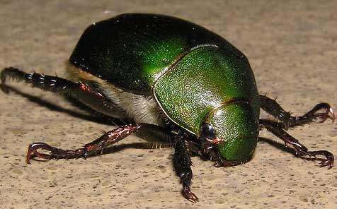The scarab beetle was sacred to the ancient Egyptians and is found 