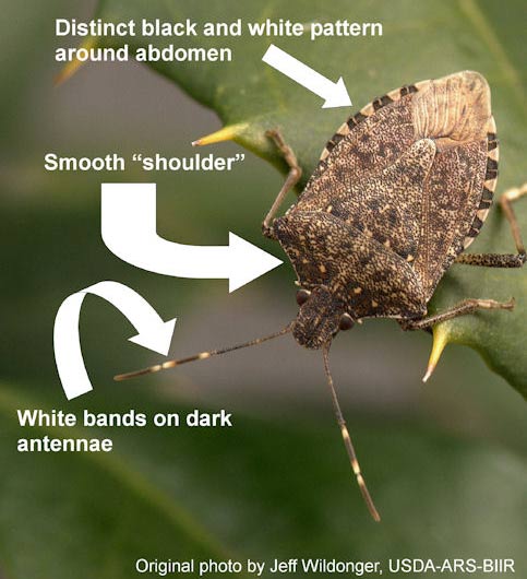 stink-bug-identify-invasive-asian-brown-marmorated