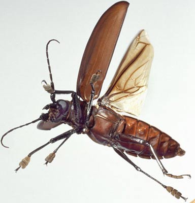 japanese wood beetle