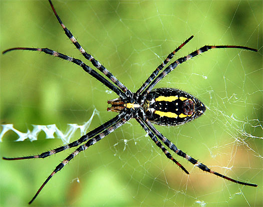 Arachnids Characteristics