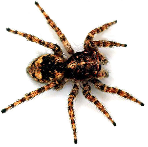 Arachnid - Eight-Legged Invertebrates | Animal Pictures and Facts