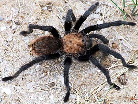 Best of How do tarantulas use their sperm sperm use How tarantulas do their
