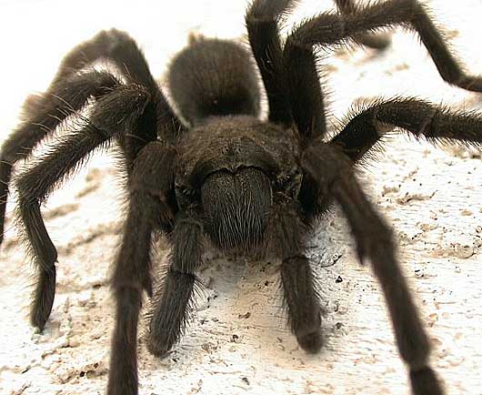 Tarantula